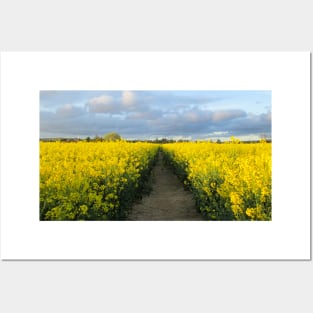 Evening Walk in the Rapeseed Fields Posters and Art